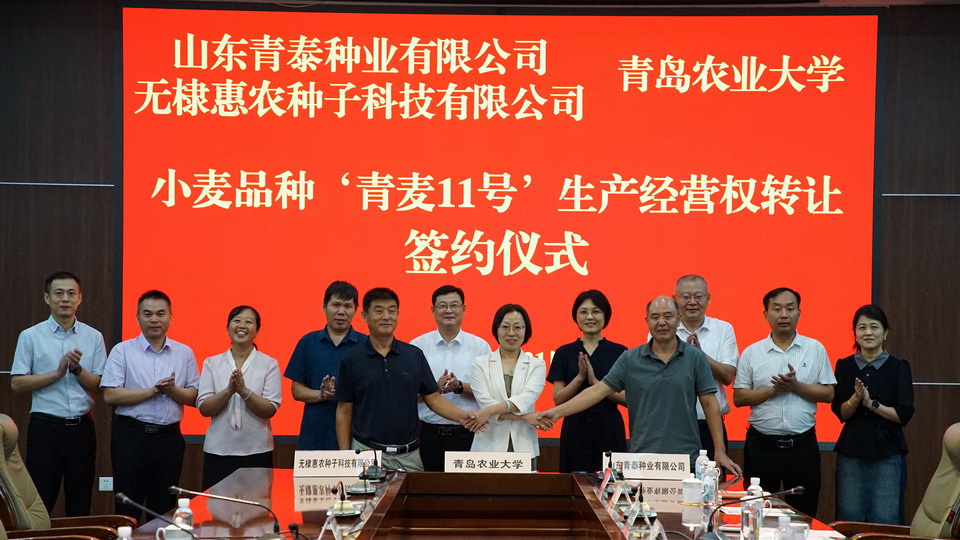 一粒小麥的抗旱耐鹽史
